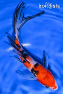 7" SANKE BUTTERFLY