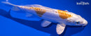 6.75" DOITSU LEMON HARIWAKE
