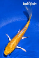 4.5" YAMABUKI OGON BUTTERFLY