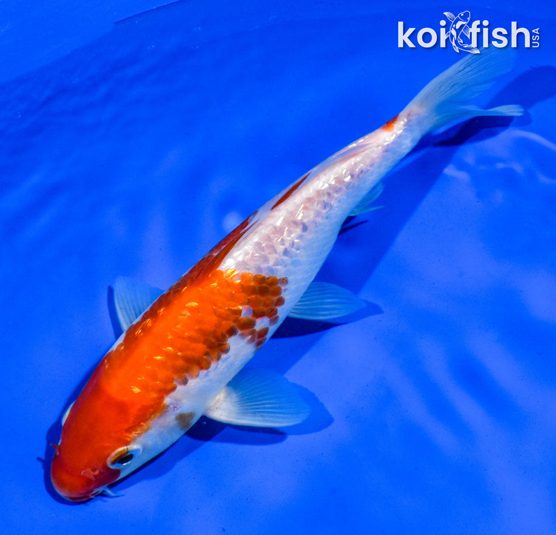 6.5" GINRIN KOHAKU