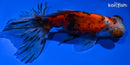 5" CALICO TELESCOPE GOLDFISH