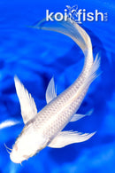 7" PLATINUM OGON BUTTERFLY