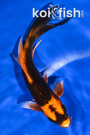 7" ORENJI MATSUBA BUTTERFLY