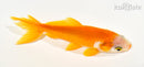 4.5" WAKIN GOLDFISH