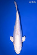 12" DOITSU PLATINUM OGON