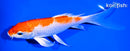 7.5" HARIWAKE BUTTERFLY