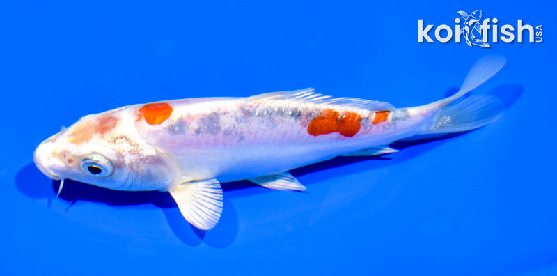 5.5" GINRIN HEISEI NISHIKI