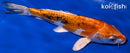 8" HEISEI NISHIKI