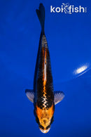 5.5" KUJAKU