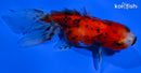 4.25" CALICO ORANDA GOLDFISH