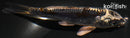 4.5" BENI KIKOKURYU