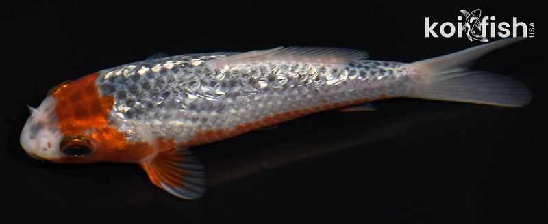 4.5" GINRIN ASAGI