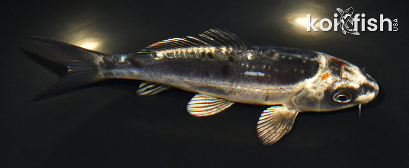 5.25" BENI KIKOKURYU
