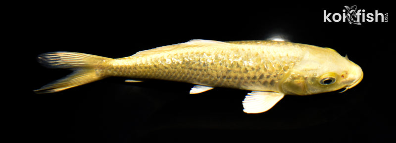 8" GINRIN YAMABUKI OGON