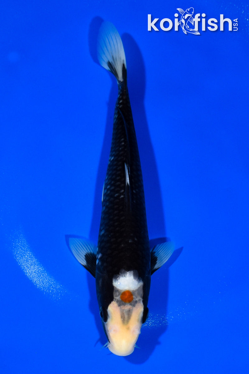 9" TANCHO BENNI MATSUKAWABAKE