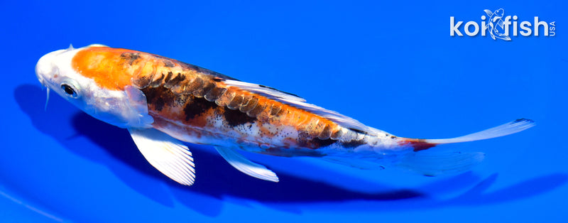 6.5" HEISEI NISHIKI