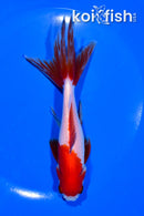 6" SARASA WATONAI GOLDFISH