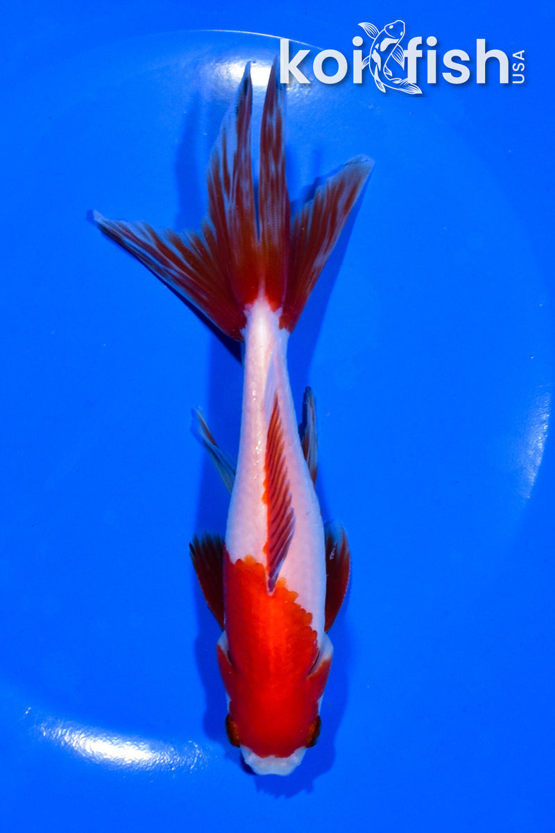 6" SARASA WATONAI GOLDFISH