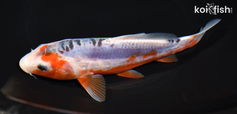 7" HI SHUSUI