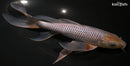 10.5" SORAGOI BUTTERFLY