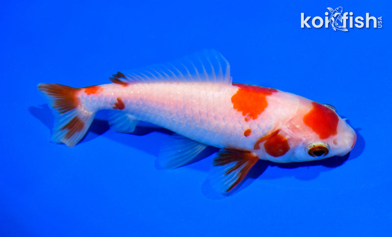 4.5" WAKIN GOLDFISH