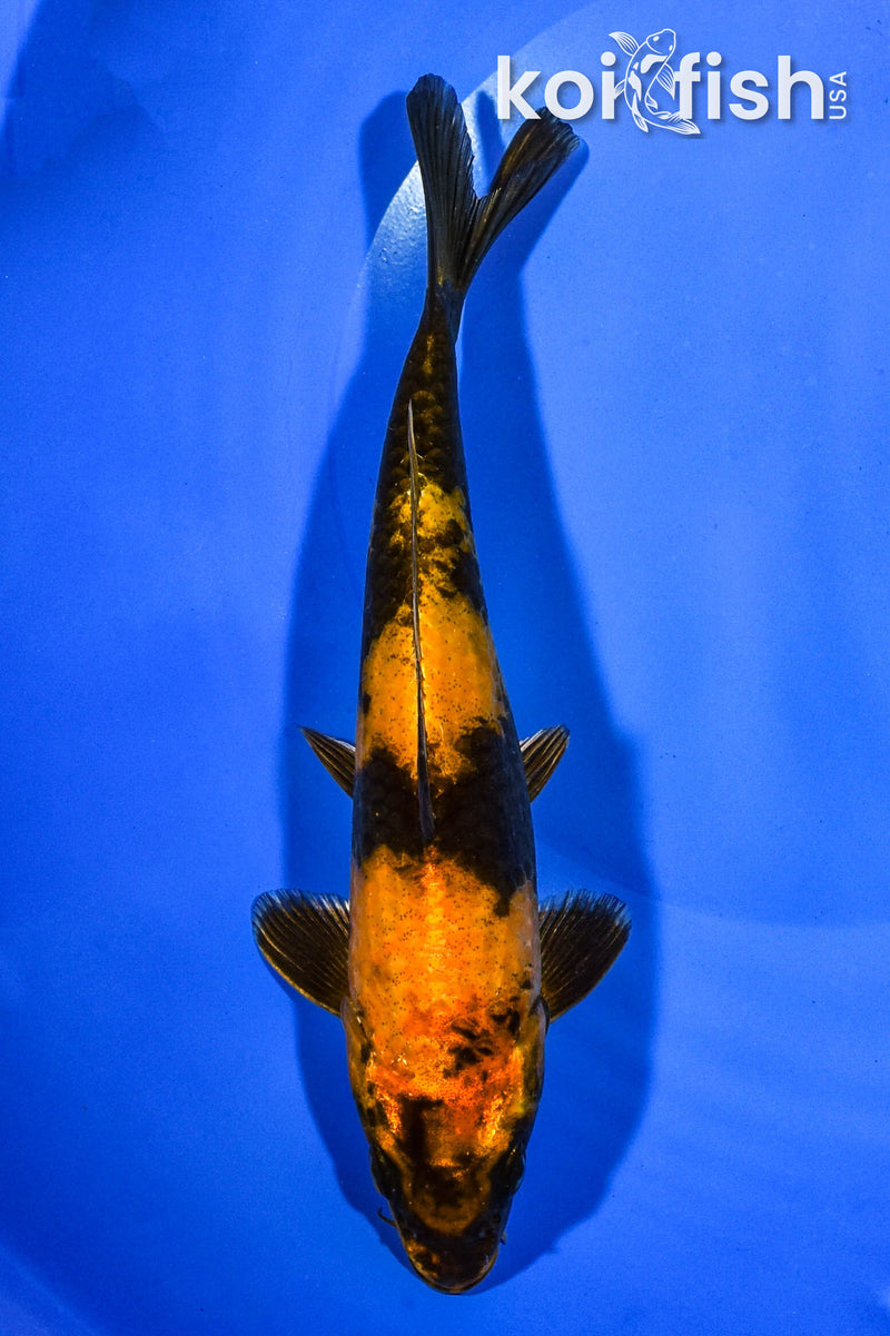 8.25" KIN HI UTSURI