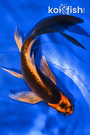 5.5" KIN ORENJI MATSUBA BUTTERFLY