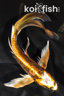 7.5" ARAGOKE BENI KIKOKURYU BUTTERFLY