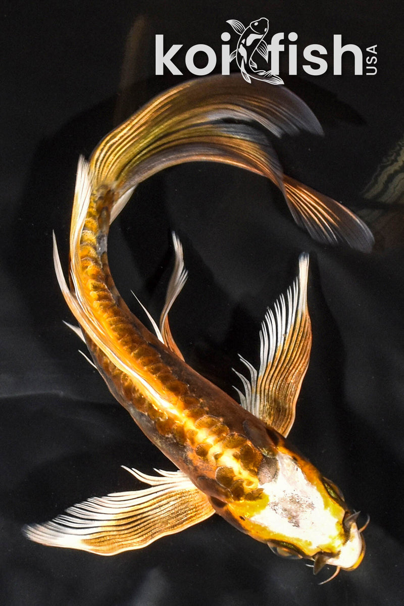 アカキン100g60g45gミドキン100g60gオレキン100g80g60g Black Koi Fish for Sale | Koi Fish USA – Page 22