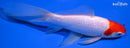 7" SARASA COMET GOLDFISH