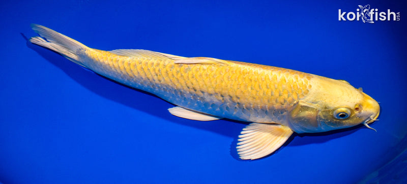 13.75" YAMABUKI OGON