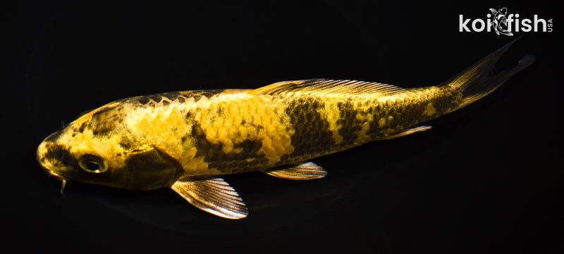 8.25" KIN KI UTSURI