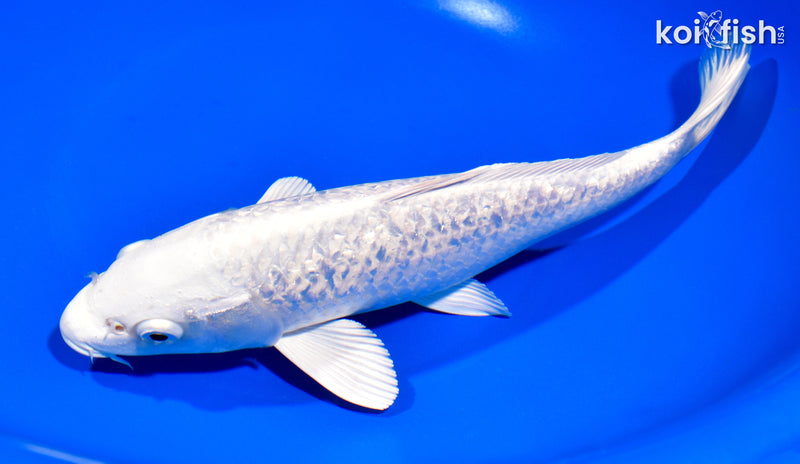 9" GINRIN PLATINUM OGON