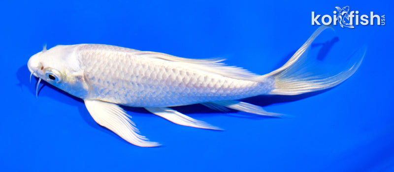 7" PLATINUM OGON BUTTERFLY