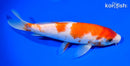 7.75" KOHAKU