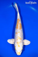 13.25" GINRIN HARIWAKE