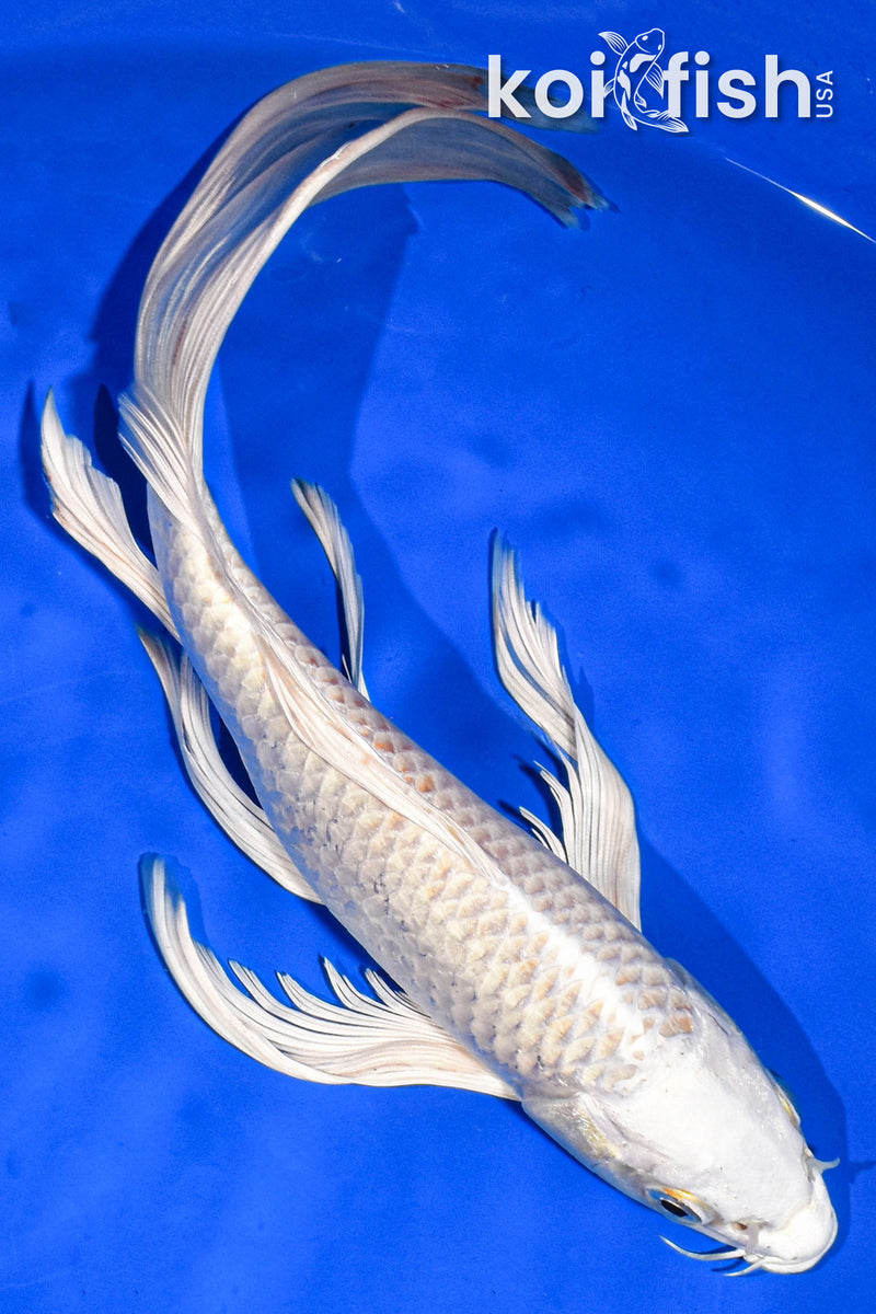 9.5" PLATINUM OGON BUTTERFLY