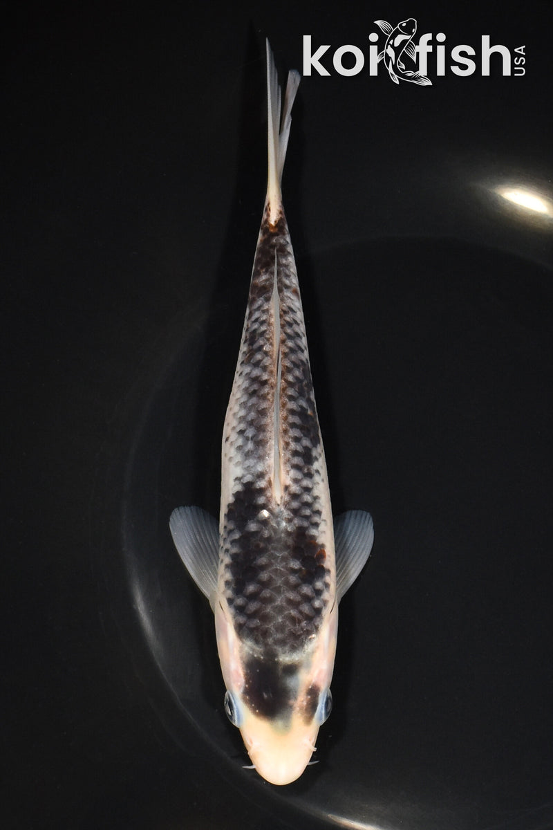 7" GOSHIKI