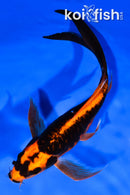 8.25" ARAGOKE ORENJI MATSUBA BUTTERFLY