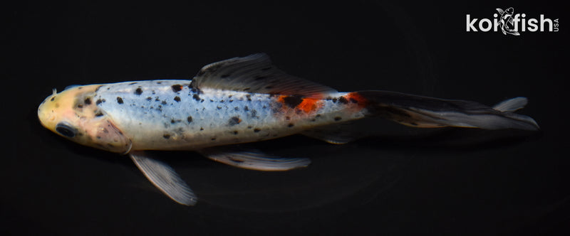 8" SHUBUNKIN GOLDFISH