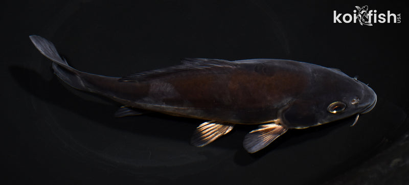 7.75" DOITSU OCHIBA SHIGURE