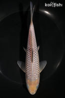 7" SORAGOI