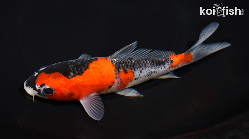 6.75" GOSHIKI