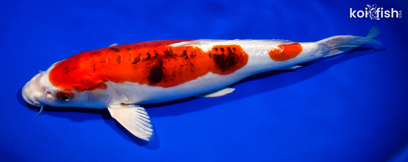 13.75" HEISEI NISHIKI