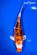 10.75" HEISEI NISHIKI