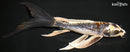 8.25" BENI KIKOKURYU BUTTERFLY
