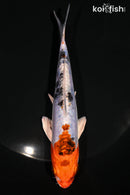 6" HEISEI NISHIKI