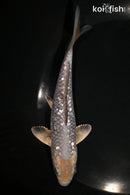 6" GINRIN METALLIC SORAGOI