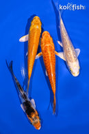 PACK OF (4) 3.75-4.25" STANDARD KOI