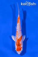 4.5" KIKUSUI